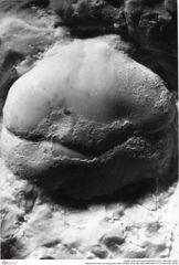 Historisches Foto von Decapoda indet. (NHMW-AFW-GEO-BACHMAYER-FOTO-1990-0041-5059)